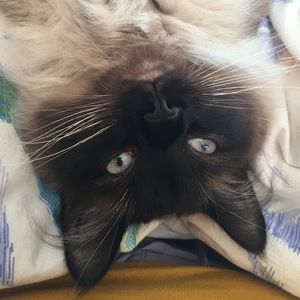 Meet your Posher, Joanie